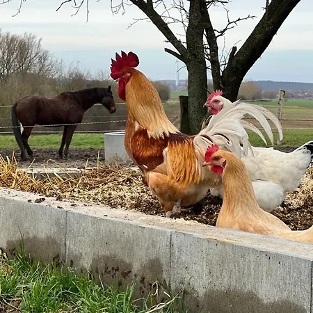 Ruhige Im Nussbaumhof - Komfort & Historisches Ambiente Plath