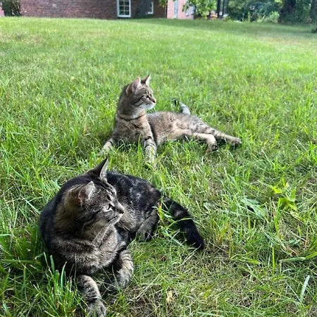 Ruhige Im Nussbaumhof - Komfort & Historisches Ambiente * Plath